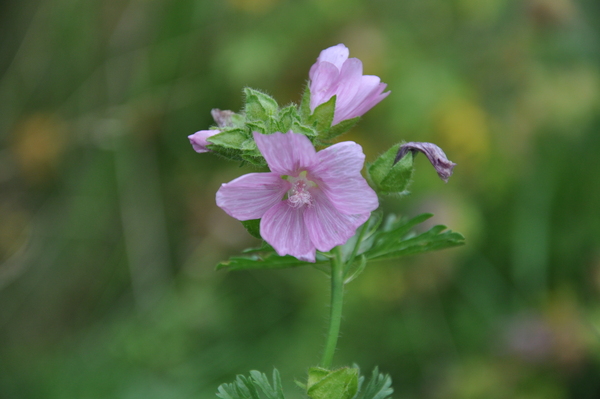 Malva moschata is a wildflower and a hollyhock imposter. While nice in the wildflower garden, it should be kept away from cultivated hollyhocks.  ANDREW MESSINGER