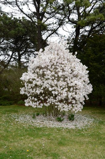 An example of a flowering tree.