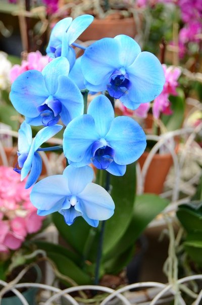 Blue orchids are showing up again at the holiday season. They are treated, "novelty" orchids and the blue flowers will probably rebloom in white. ANDREW MESSINGER