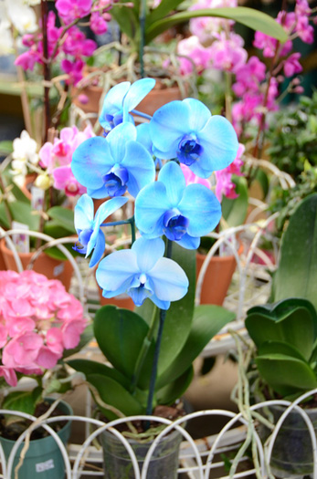 Blue mystique orchid is no really mystery.
