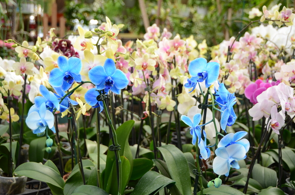 Blue mystique orchid is no really mystery.