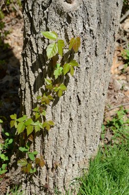 Poison ivy often grows up tree trunks. Note the color variation from glossy red to green. BY ANDREW MESSINGER