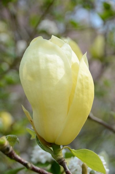 A tulip-shaped pale yellow magnolia will open a bit more but retain the tulip shape. ANDREW MESSINGER