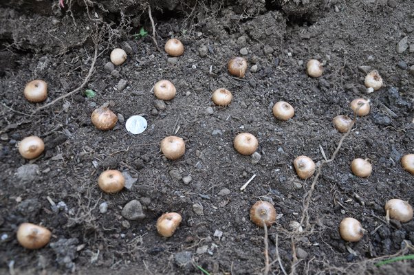 About the size of a quarter, crocus corms or bulbs can be planted in beds dug about 2 inches deep, as they are here, or you can use a dibble to pop holes in the soil and insert the bulbs, then cover them. ANDREW MESSINGER