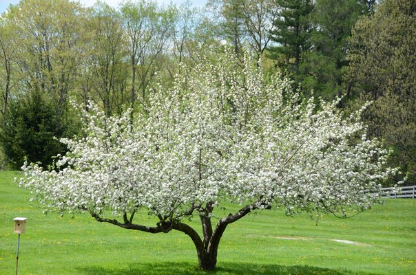 You don't have to dream about the sweet scent of May apple blossoms. Branches cut now and brought indoors can be forced into bloom in a few short weeks. ANDREW MESSINGER