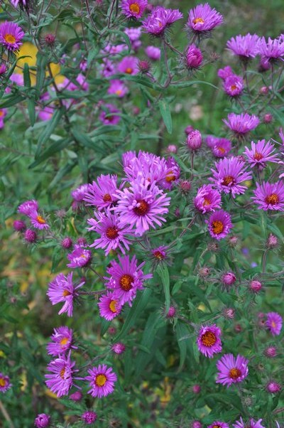 This wild aster opens with a yellow "eye" that over a period of one week turns to a red eye as the flower matures. ANDREW MESSINGER