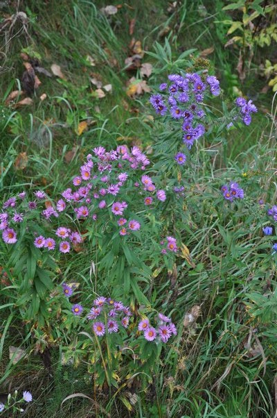 In the wild the New York aster, seen in front, is usually 2 to 4 feet tall. The New England Aster, in the rear, can be 4 to 6 feet tall. ANDREW MESSINGER