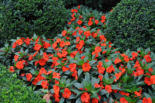 These New Guinea impatiens are more sun-tolerant do not get IDM. Note the pointed foliage as opposed to the rounded foliage of wallarianas.   ANDREW MESSINGER
