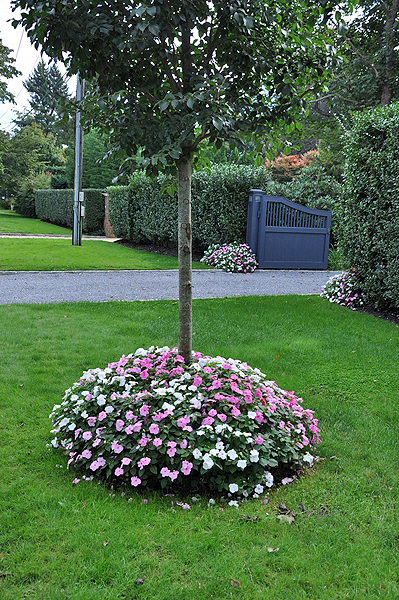 Impatiens walleriana, instead of a mulch, around a shade tree. This scene may be hard to repeat if IDM can't be controlled.   ANDREW MESSINGER