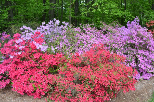 A bed of mixed height and colors can make an azalea planting an outstanding focal point and when the right varieties are chosen a long bed of these plants can be in bloom for four to eight weeks as the different varieties come into bloom. ANDREW MESSINGER