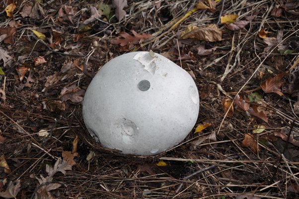 This puffball was about 10 inches in diameter and weighed over a pound. Many animals feed on these, and it's called "the breakfast mushroom" as it’s often battered or mixed with eggs. ANDREW MESSINGER