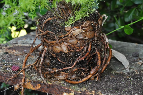 The roots of a mature ornamental asparagus are about as thick as a pencil. The bulbous appendages in the center are attached to some roots but their purpose is to store water for these plants that are native to arid portions of Africa.     ANDREW MESSINGER