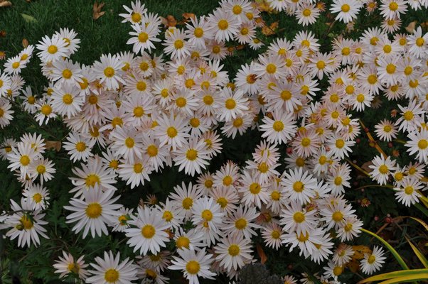 This Korean Single Apricot chrysanthemum may be the latest mum to bloom out here. Blooming in late October and often lasting into early November, it doesn't even start to develop buds until after Labor Day. It's great for a late burst of color before the colder months set in. ANDREW MESSINGER