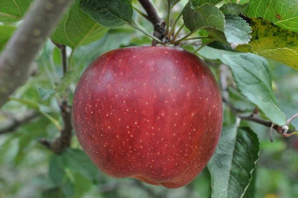 The ultimate reward. Six months after blooming, this mouth-watering organic apple is ready for picking and eating in late October. It could be yours. ANDREW MESSINGER