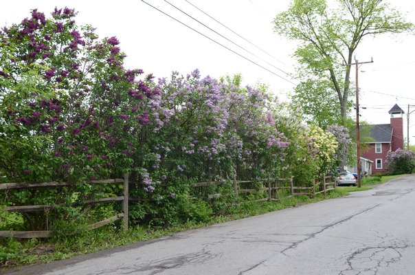 Lilacs were once used for hedging and here you can see a hedge that may be a half century old, or older. Note the different colors. However, the plants need annual care and thinning. When the plants are allowed to become crowded, air circulation is limited and mildew can become a summer problem on the foliage. ANDREW MESSINGER
