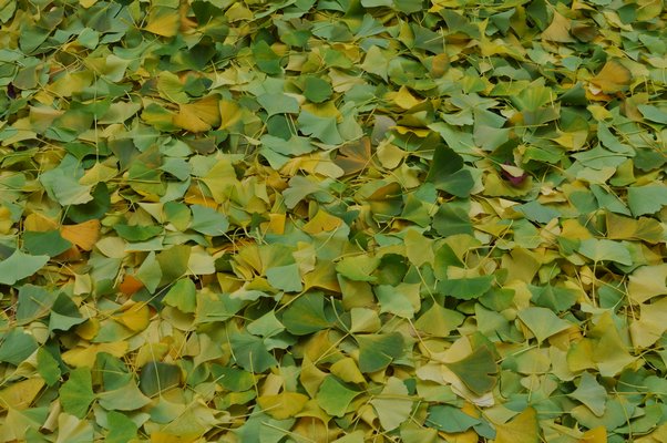 Leaves of the Ginko tree will all drop at once after a hard frost or freeze. They can blanket the ground in one mass leaf drop, leaving a carpet of greens and yellows. ANDREW MESSINGER