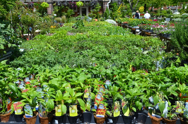Potted peppers and tomato plants by the hundreds at a local garden center waiting for summer in Hamptons' gardens.