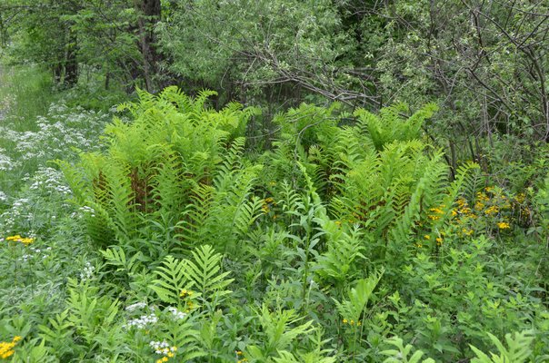 Look at ferns in the wild before you plan your fern garden. Here, the taller ostrich fern is in the background and the sensitive fern in the foreground. Note the spring wildflowers that add to the color palette. The ferns in this shot range from 2 feet to 4 feet tall. ANDREW MESSINGER