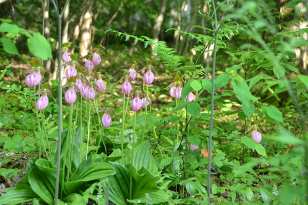 Do not try to transplant pink lady's slippers growing in the wild. They will not survive.  ANDREW MESSINGER