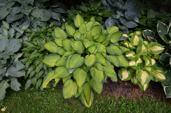 This funky plant was once grown for its flowers but now mostly for its foliage.