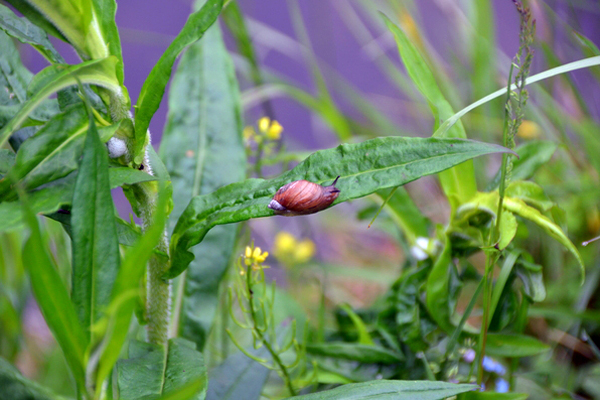 A snail investigating the foliage of a tall garden phlox.  ]Note the spittle bug froth to the left.  Spittlebugs can be washed away with water.  ANDREW MESSINGER