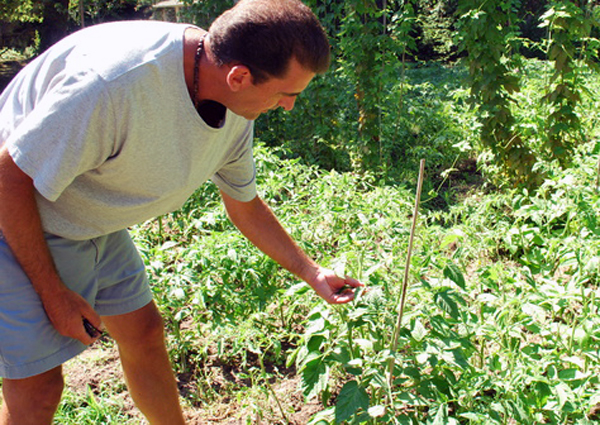 Jeff Cully of Quogue with his backyard tomatoes.
