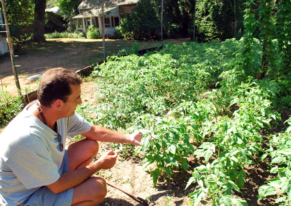 Jeff Cully of Quogue with his backyard tomatoes.