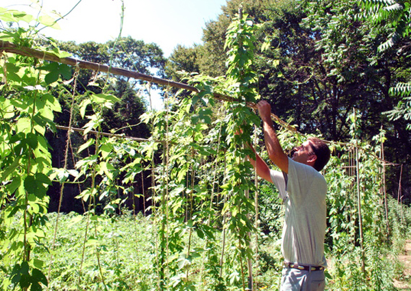 Jeff Cully of Quogue with his backyard hops.
