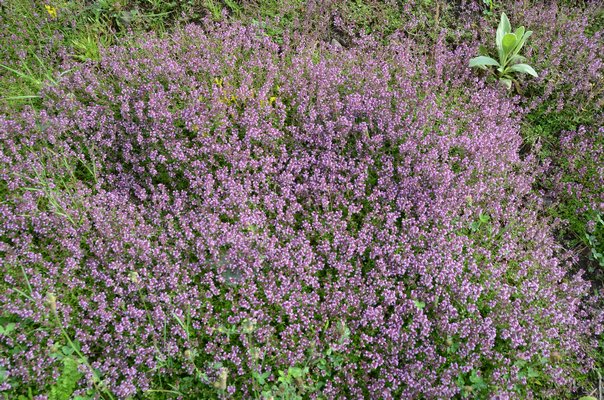 For dry areas with lots of sun and poor soil Thymus serphyllum will naturalize and fill in open spaces. Once established, it can be ignored and it won’t even need water, fertilizer or trimming. ANDREW MESSINGER