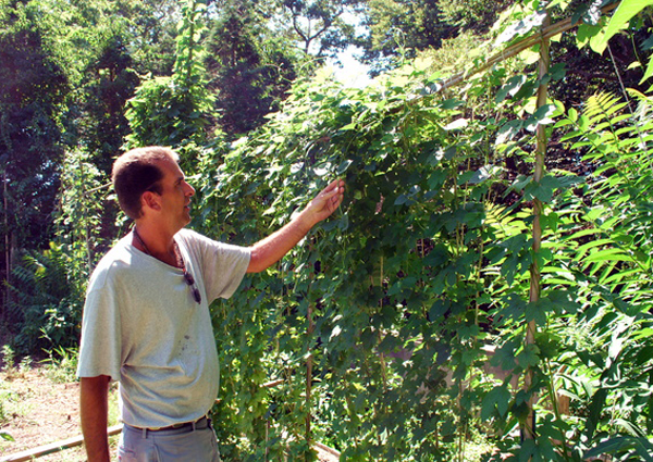 Jeff Cully of Quogue with his backyard hops.