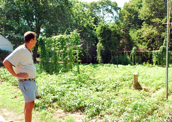 Jeff Cully of Quogue with his backyard tomatoes.