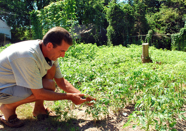 Jeff Cully of Quogue with his backyard tomatoes.