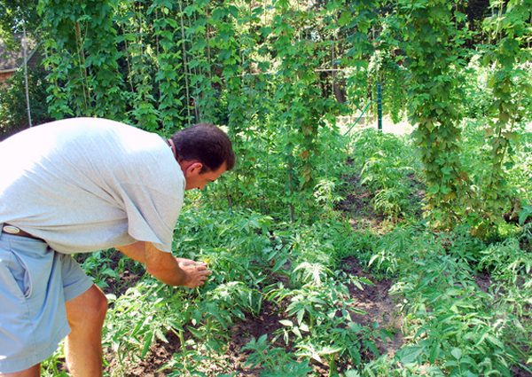 Jeff Cully of Quogue with his backyard tomatoes.
