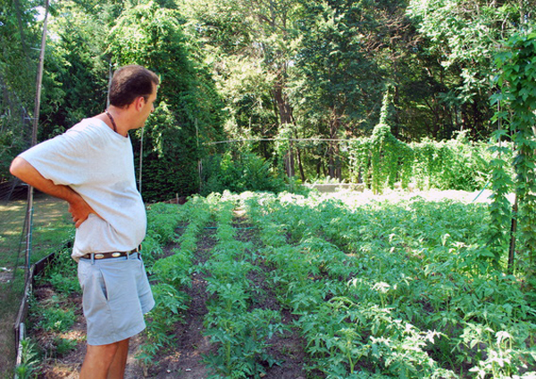 Jeff Cully of Quogue with his backyard tomatoes.