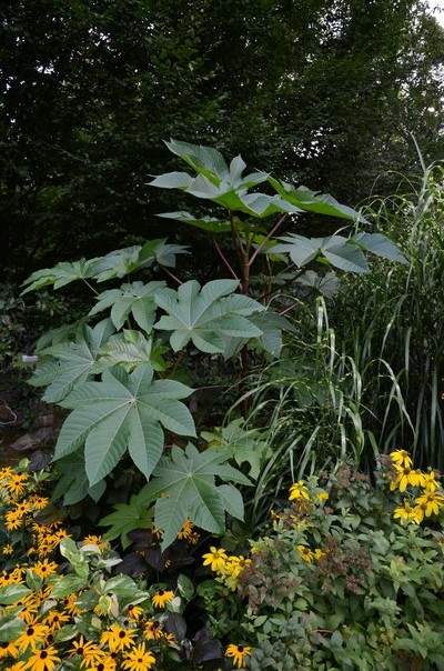 Ricinus communis or the castorbean plant can be a striking specimen in the center or back of a garden. However, the beans it produces are made into the deadly poison ricin. ANDREW MESSINGER