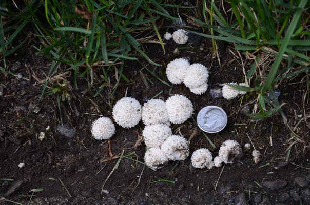 There are a number of different mushrooms referred to as "puffballs." They can range from these dime-size ones to others the size of soccer balls. ANDREW MESSINGER