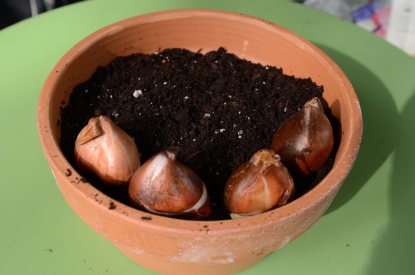 An 8-inch clay bulb pan is partially filled with moist soil, then the tulip bulbs are laid on the soil from the rim inward, with the flat side of the bulb facing the rim. ANDREW MESSINGER