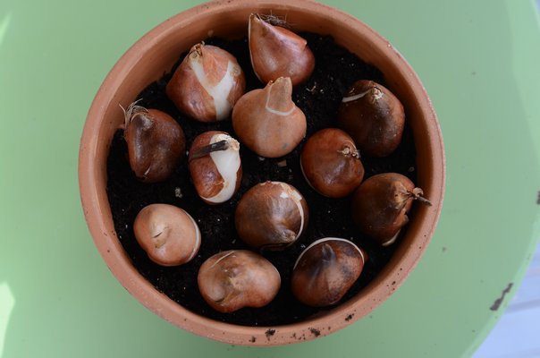 A dozen tulip bulbs planted in an 8-inch pot. The next step is to add the covering soil, water in the bulbs, then begin the cooling period. Use a plastic label to include the variety and the dates started so you can track your results. ANDREW MESSINGER