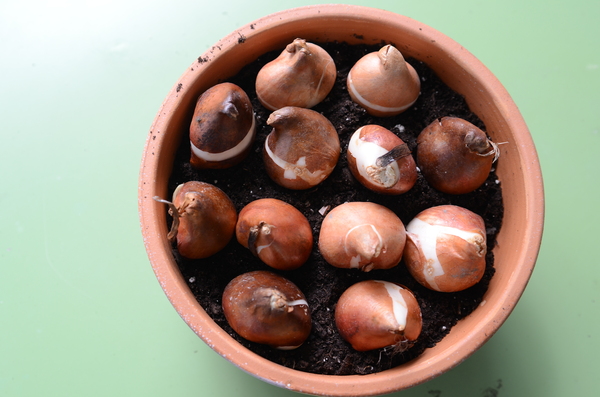 Begin by placing the bulbs around the outside edge of the pot.  In this case, it's an 8-inch bulb pan that will hold 10 to 12 tulips.