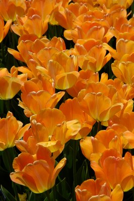 Darwin Hybrid Tulip Daydream.  COURTESY COLORBLENDS