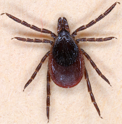 Female Deer Tick