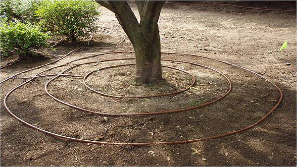 The idea of slowly releasing water near the root zone of plants is a powerful one for modern irrigation systems, as seen with drip irrigation. Plants receive water directly at the root level where it is needed most. COURTESY RAIN RICH