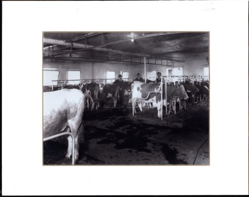 Cows at the former Dune Alpin Farm. COURTESY EAST HAMPTON FARM MUSEUM