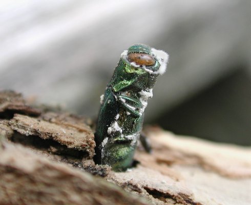 If you bring firewood from upstate or move firewood off Long Island you may be spreading or introducing invasive species like the emerald ash borer shown here. USDA PHOTO