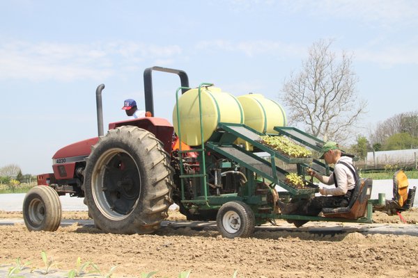 Wallace “Bulldog” Brinson drives while Marilee Foster plants okra at the Foster Sagaponack farm.   MICHAEL WRIGHT