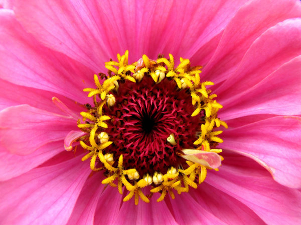 Giant Double Mix Pink Zinnia.