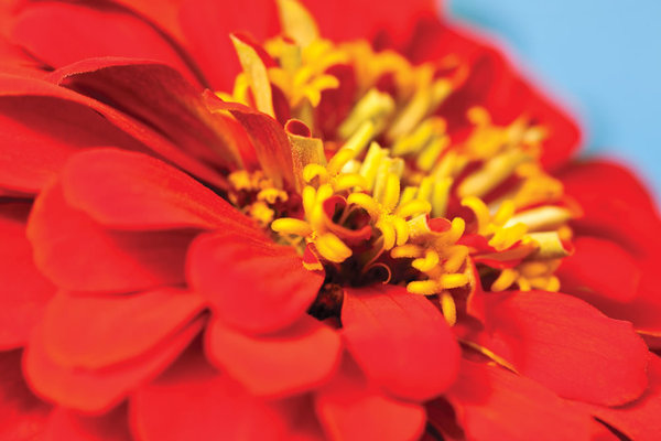 Magellan Scarlet Zinnia.