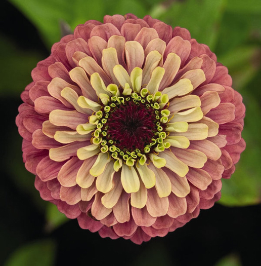 Queen Redlime Zinnia.