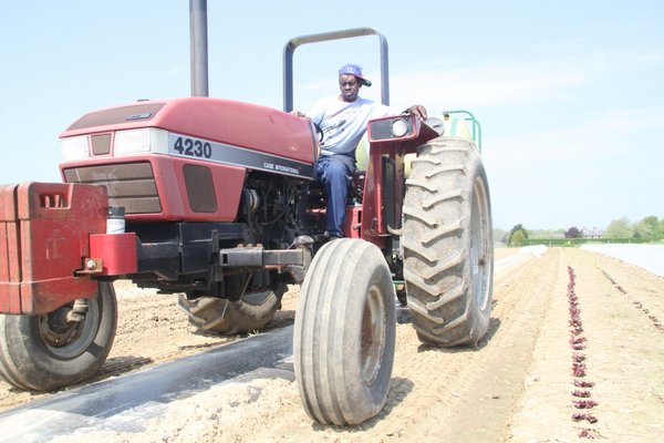 Wallace “Bulldog” Brinson at the Foster farm in Sagaponack.    MICHAEL WRIGHT