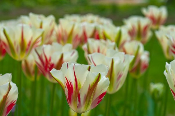Viridiflora Tulip Flaming Spring Green.   COURTESY COLORBLENDS